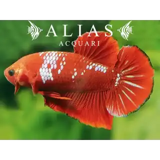 Betta splendens male plakat Hellboy red
