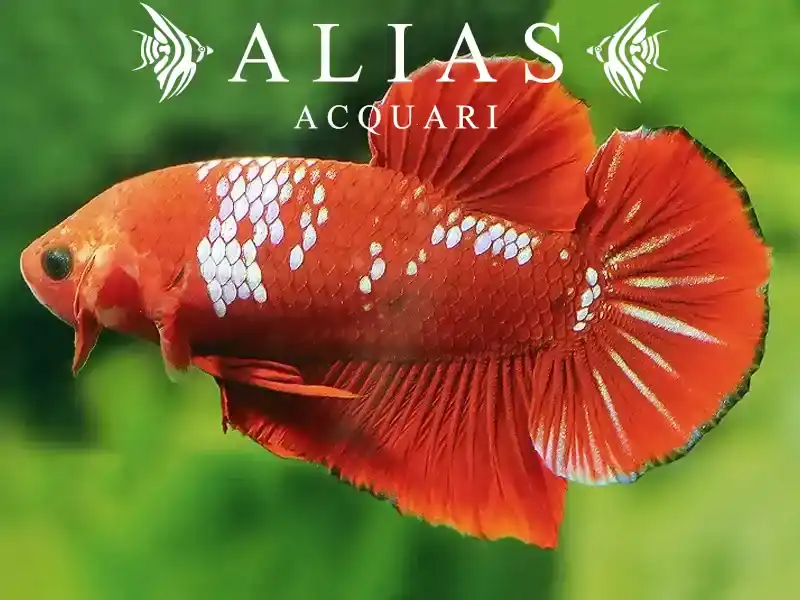 Betta splendens male plakat Hellboy red