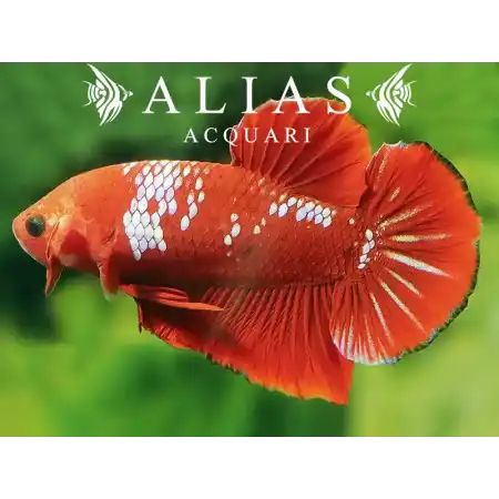 Betta splendens male plakat Hellboy red