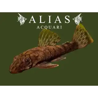 L159 Ancistrus Luzia