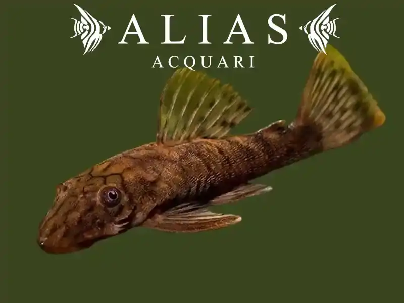 L159 Ancistrus Luzia