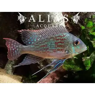 Geophagus Sveni Rio Parana