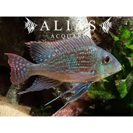 Geophagus Sveni Rio Parana