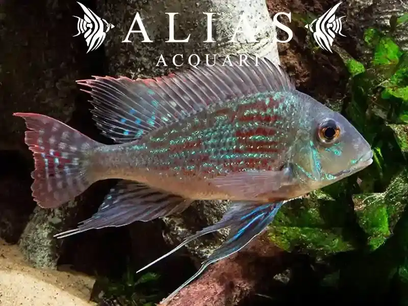 Geophagus Sveni Rio Parana