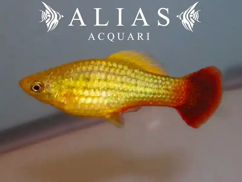 Platy variatus sunset