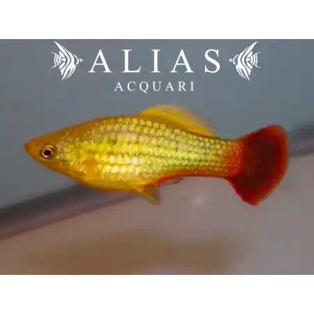 Platy variatus sunset