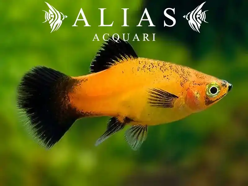 Platy Apple Tricolor