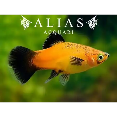 Platy Apple Tricolor