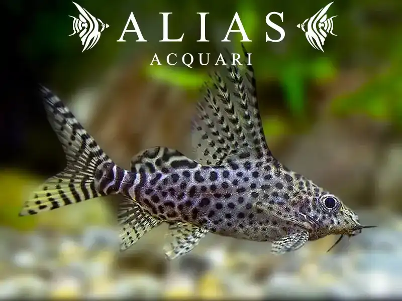 Synodontis eupterus