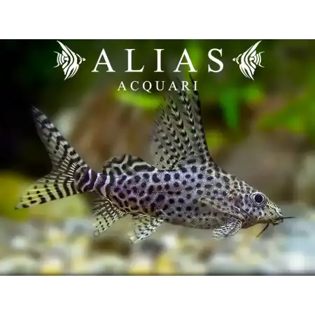 Synodontis eupterus