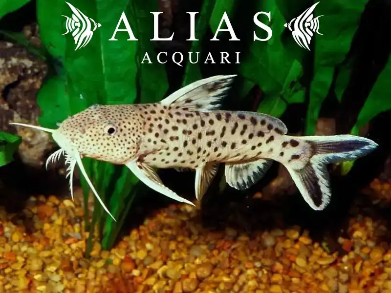 Synodontis petricola