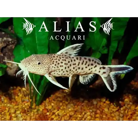 Synodontis petricola
