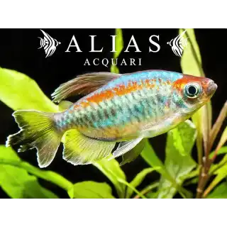 Phenacogrammus Interruptus