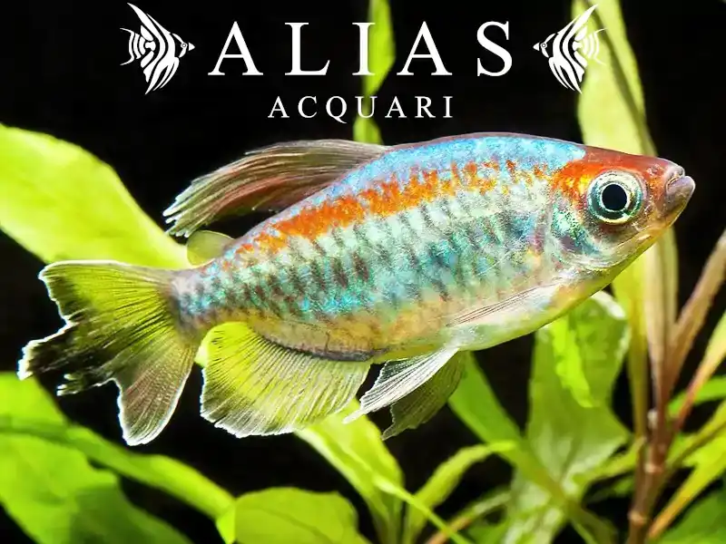 Phenacogrammus Interruptus