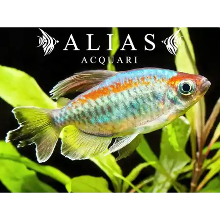 Phenacogrammus Interruptus