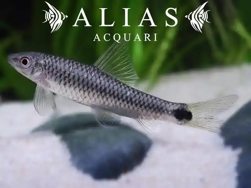 Crossocheilus Reticulatus
