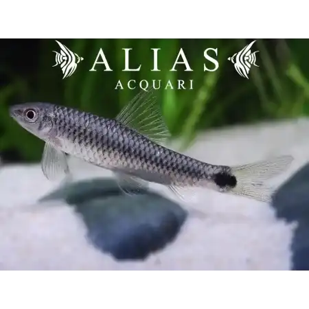 Crossocheilus Reticulatus