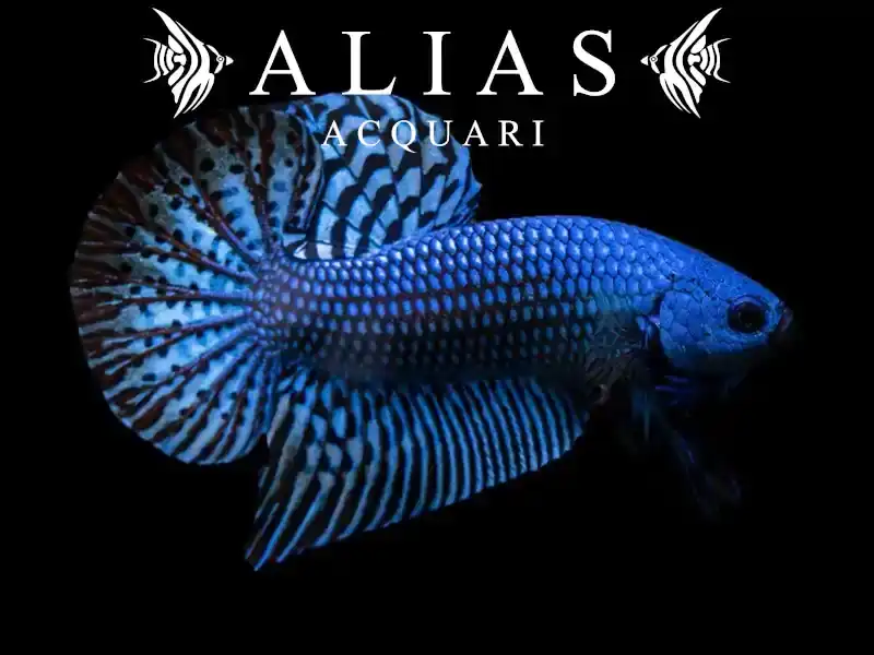 Betta splendens female Wild Alien blue