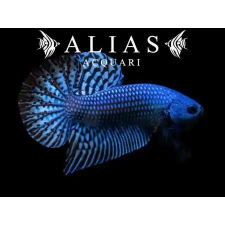 Betta splendens female Wild Alien blue