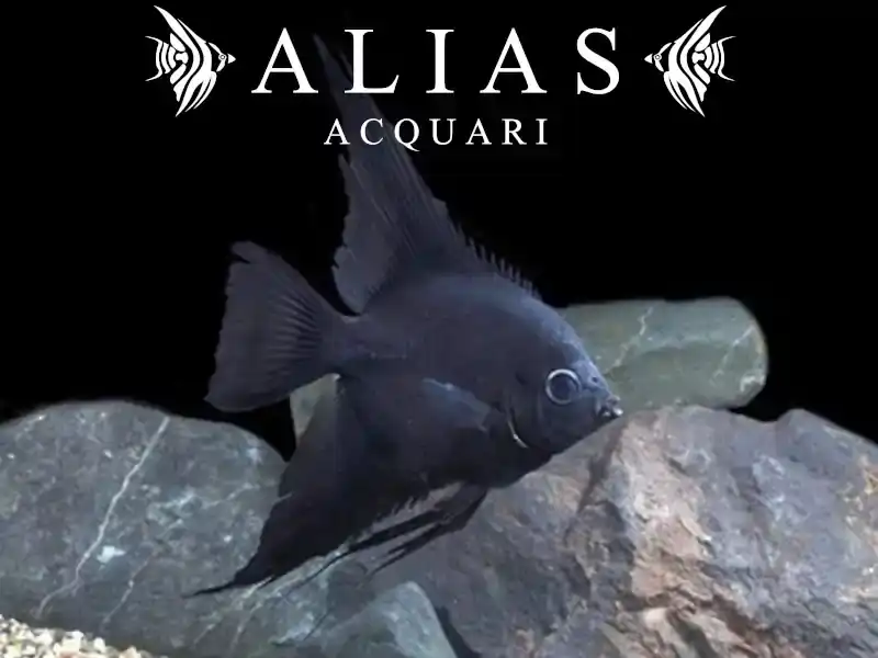 Pterophyllum Scalare Black