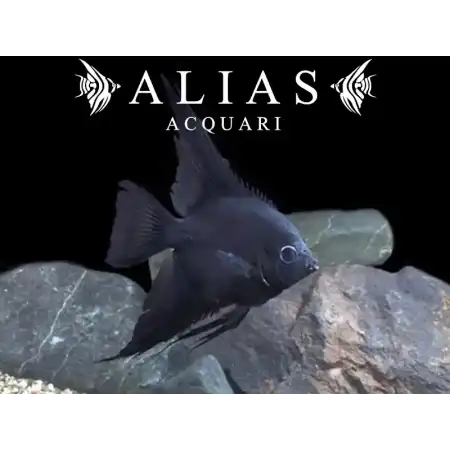 Pterophyllum Scalare Black