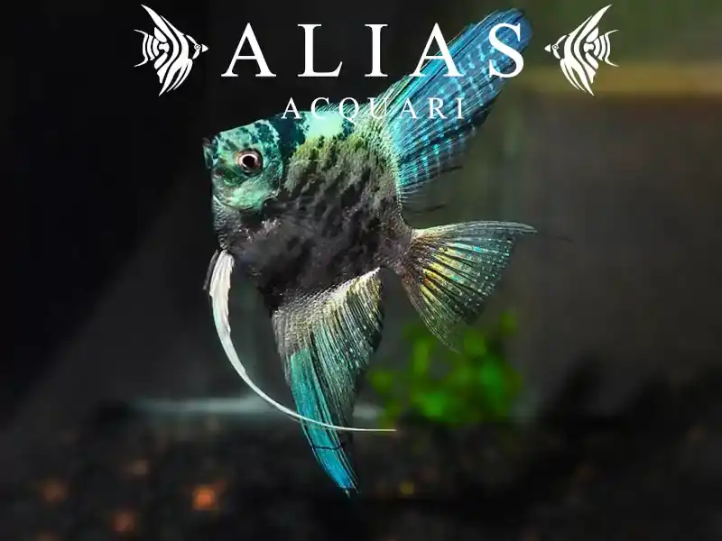 Pterophyllum scalare Blue marble