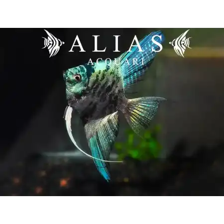 Pterophyllum scalare Blue marble