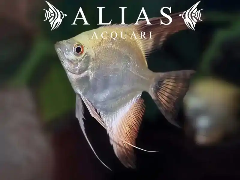 Pterophyllum scalare Bulgarian Seal Points