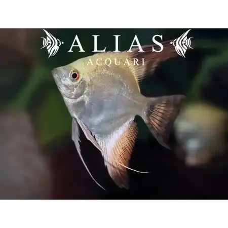 Pterophyllum scalare Bulgarian Seal Points