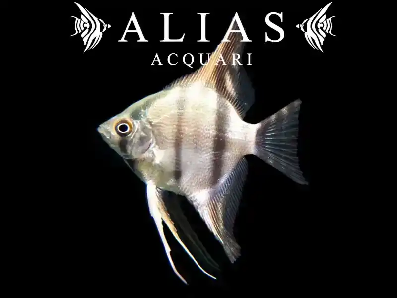 Pterophyllum scalare scalare