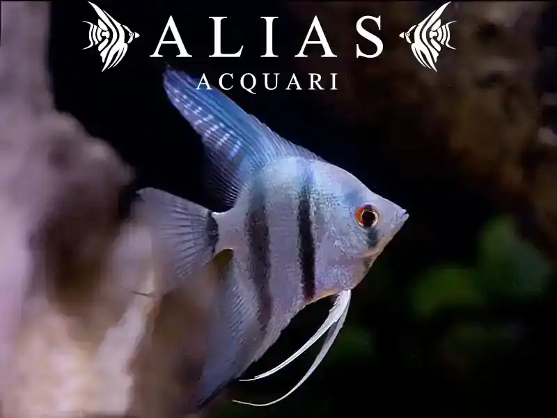 Pterophyllum scalare comune blue