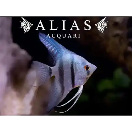 Pterophyllum scalare comune blue