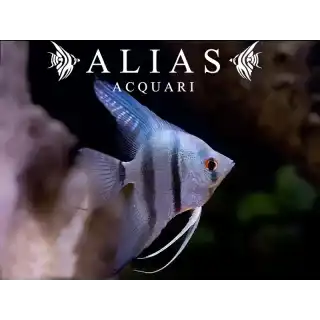 Pterophyllum scalare comune blue