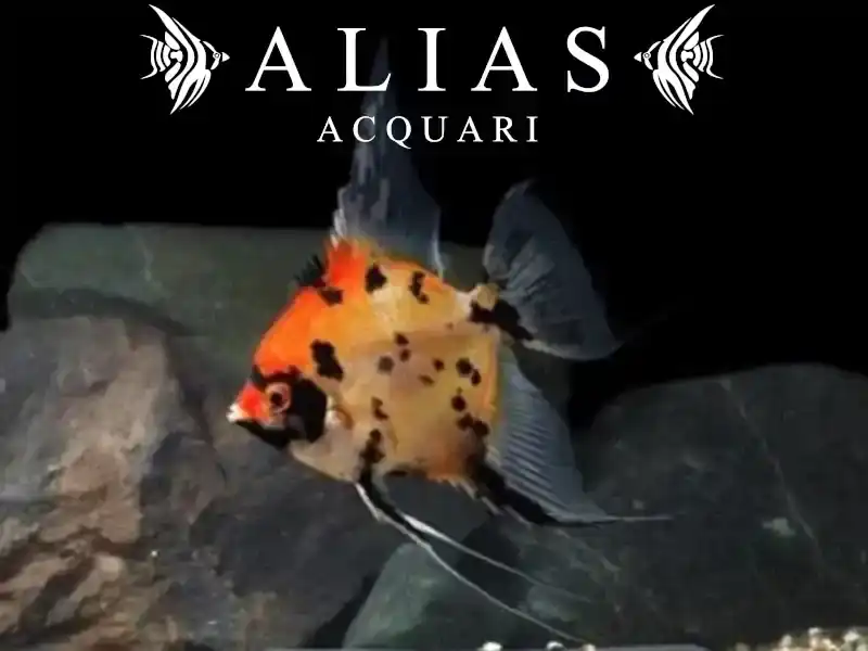 Pterophyllum scalare Koi Full Orange