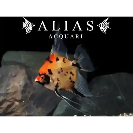 Pterophyllum scalare Koi Full Orange