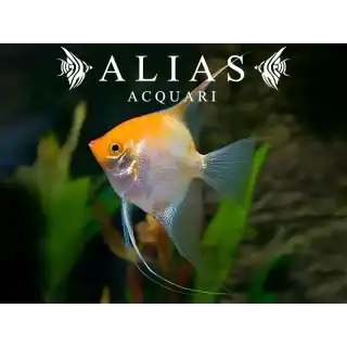 Pterophyllum scalare Gold