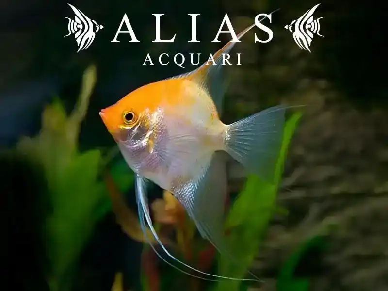 Pterophyllum scalare Gold