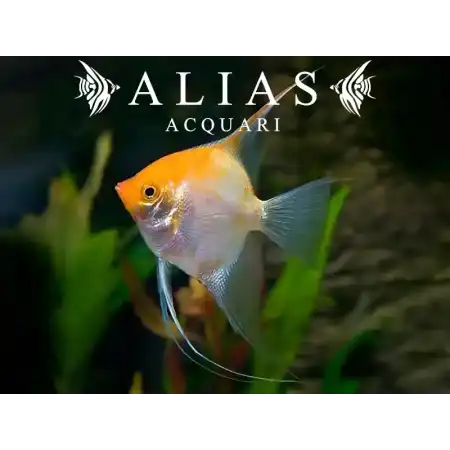 Pterophyllum scalare Gold