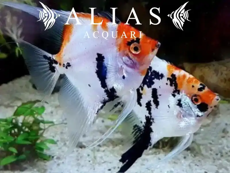 Pterophyllum scalare Koi