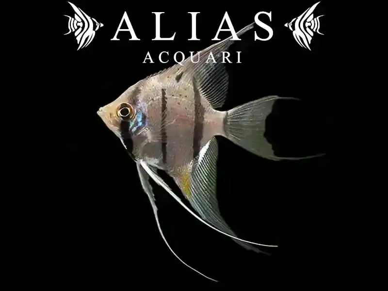 Pterophyllum scalare altum Peruensis