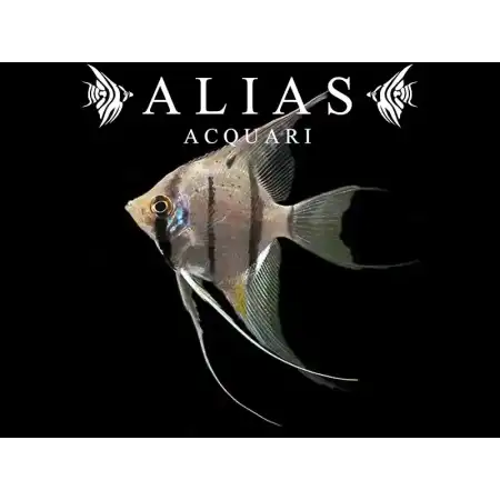 Pterophyllum scalare altum Peruensis