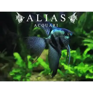 Pterophyllum scalare Pinoy