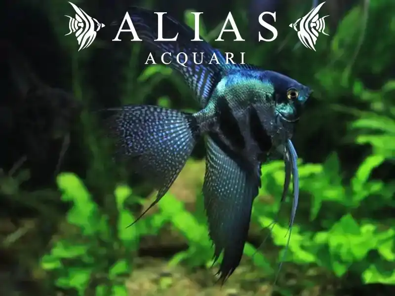 Pterophyllum scalare Pinoy