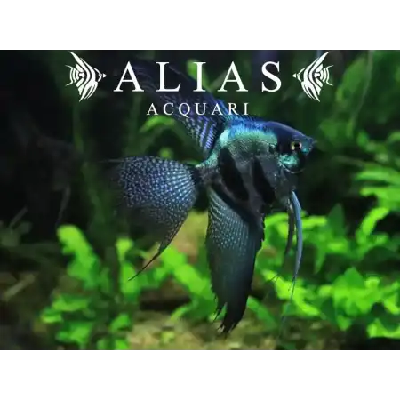 Pterophyllum scalare Pinoy