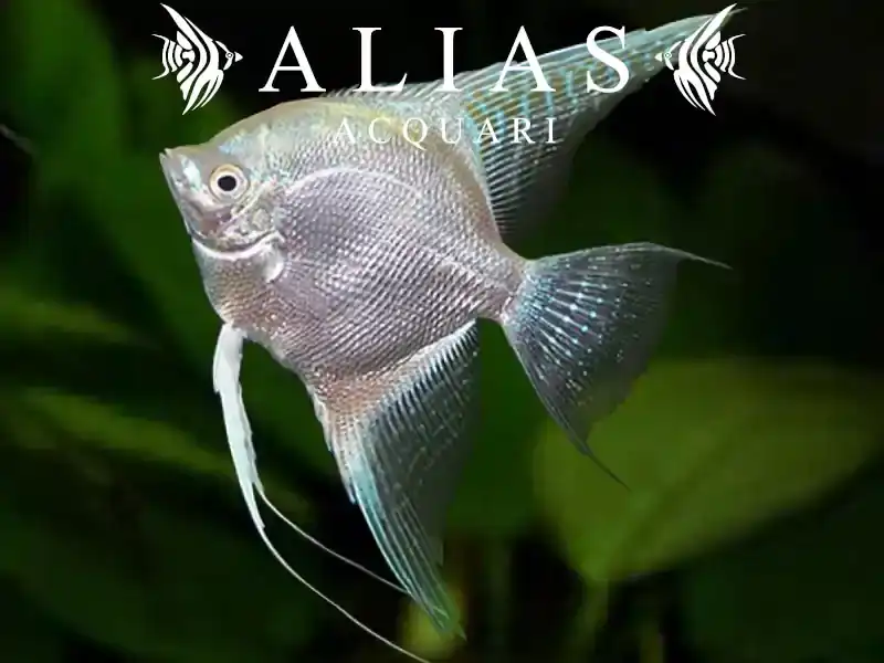 Pterophyllum scalare Platinum