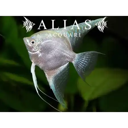 Pterophyllum scalare Platinum