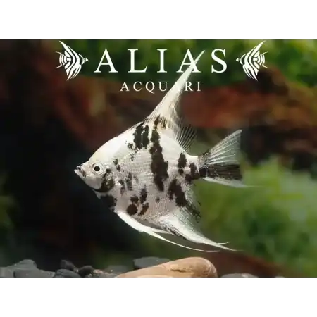 Pterophyllum scalare Platinum Panda