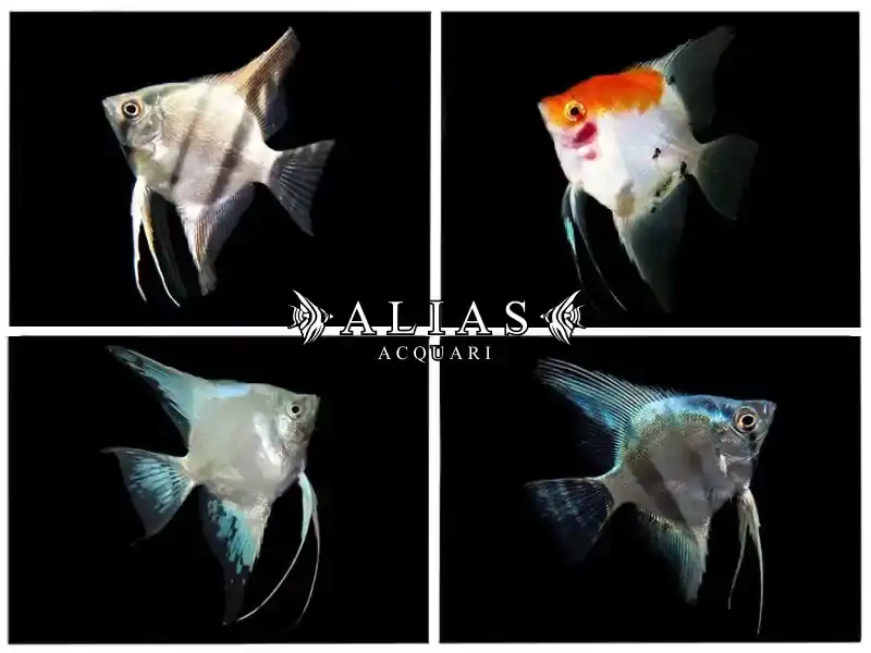 Pterophyllum scalare mix