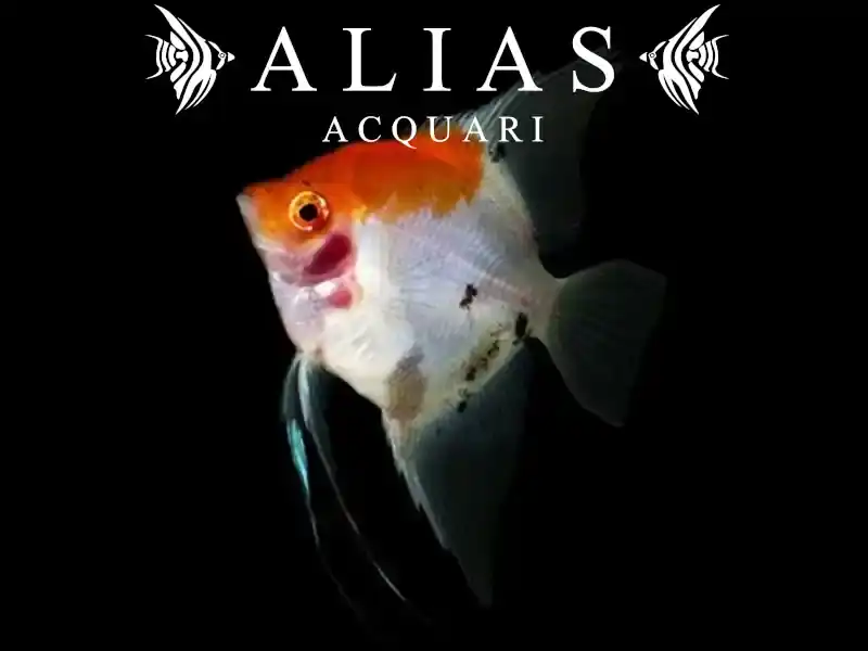 Pterophyllum scalare Red cap