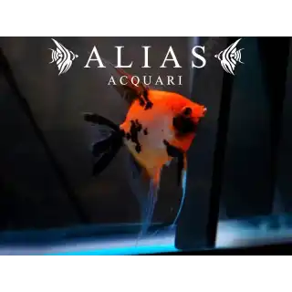 Pterophyllum scalare Red devil